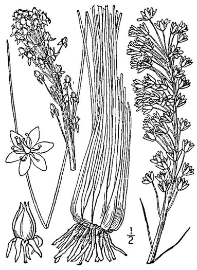 drawing of Xerophyllum asphodeloides, Eastern Turkeybeard, Beargrass, Mountain-asphodel
