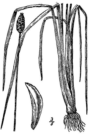 drawing of Xyris jupicai, Richard's Yellow-eyed-grass
