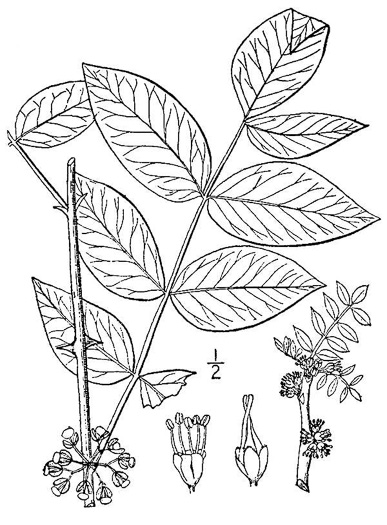 drawing of Zanthoxylum americanum, Northern Toothache Tree, Northern Prickly-ash