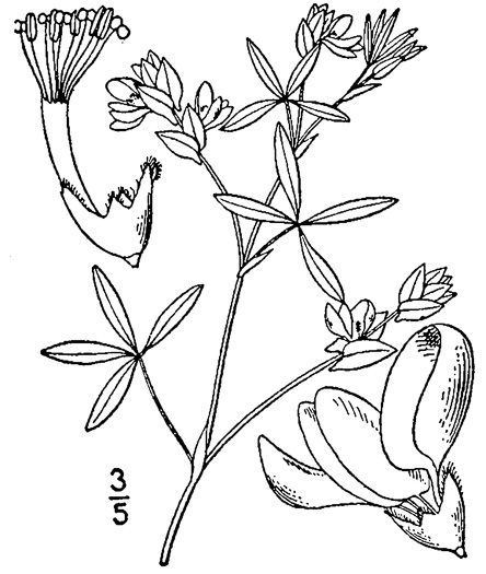 image of Zornia bracteata, Zornia, Viperina