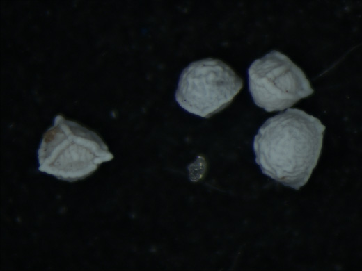 image of Isoetes junciformis, Rush Quillwort