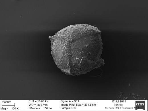 image of Isoetes melanospora, Black-spored Quillwort