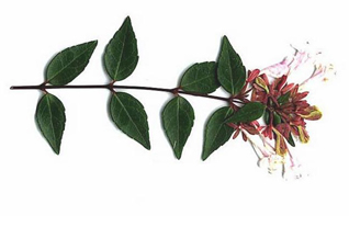 image of Abelia ×grandiflora, Abelia