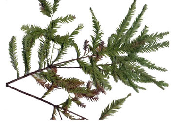 image of Taxodium distichum, Bald Cypress