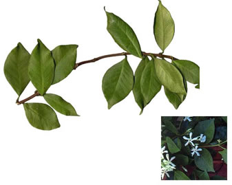 image of Trachelospermum jasminoides, Confederate Jasmine, Star Jasmine