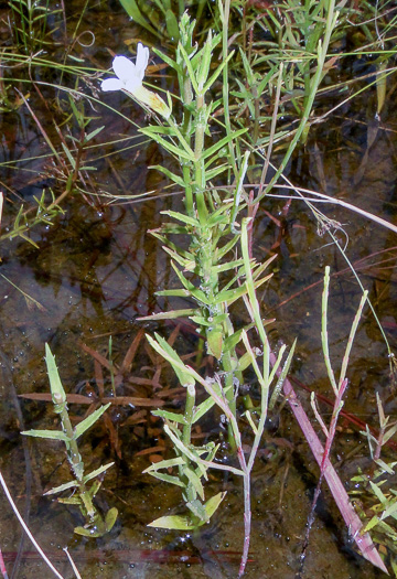image of Gratiola ramosa, Branched Hedge-hyssop