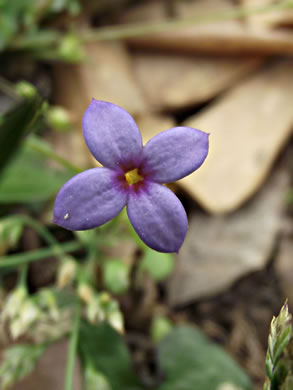image of Houstonia pusilla, Tiny Bluet, Small Bluet