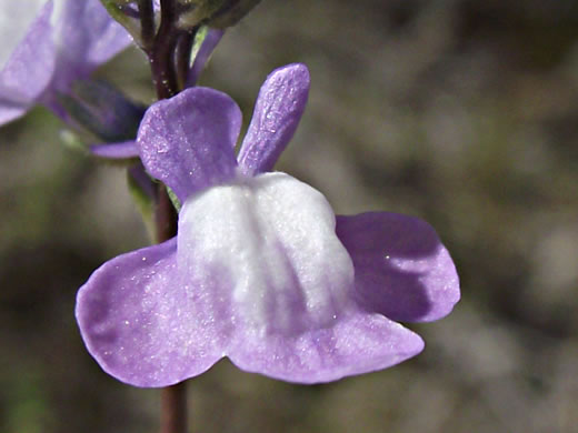 Oldfield Toadflax