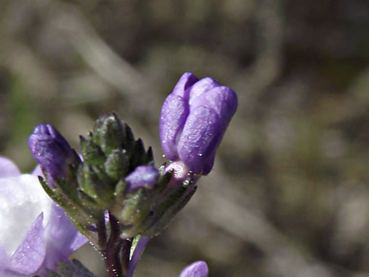 image of Linaria canadensis, Oldfield Toadflax, Common Toadflax, Canada Toadflax