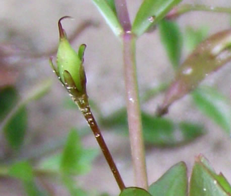 image of Lindernia dubia var. dubia, Yellowseed False Pimpernel