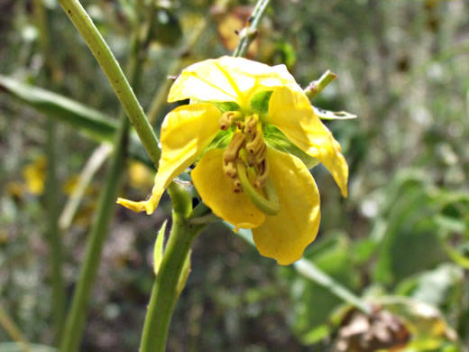 image of Senna obtusifolia, Coffeeweed, Sicklepod