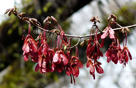 image of Acer rubrum var. trilobum, Carolina Red Maple, Trident Red Maple