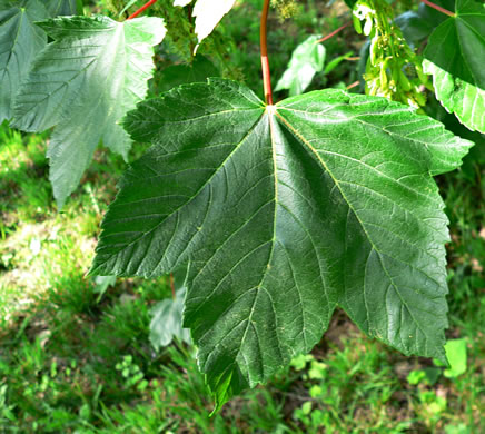 image of Acer pseudoplatanus, Sycamore Maple, Planetree Maple