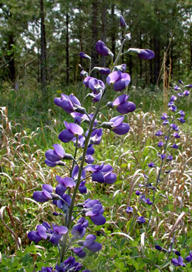 image of Baptisia aberrans, Eastern Prairie Blue Wild Indigo, Glade Wild Indigo