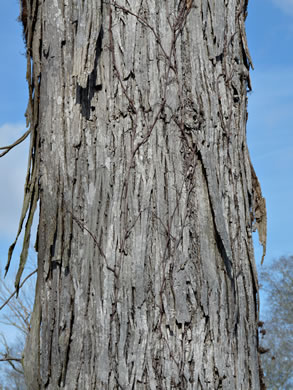 image of Carya ovata, Common Shagbark Hickory