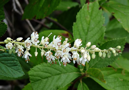 image of Clethra alnifolia, Coastal Sweet-pepperbush, Coastal White-alder