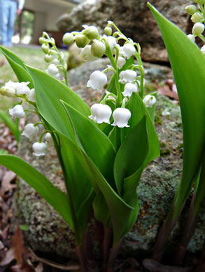 image of Convallaria majalis, European Lily-of-the-valley