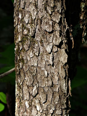 image of Cotinus obovata, American Smoketree