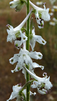 image of Delphinium carolinianum ssp. calciphilum, Glade Larkspur, Limestone Larkspur, Tennessee Larkspur