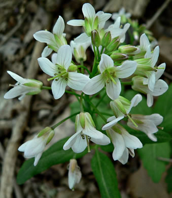image of Cardamine diphylla, Broadleaf Toothwort, Crinkleroot, Pepperroot, Two-leaved Toothwort
