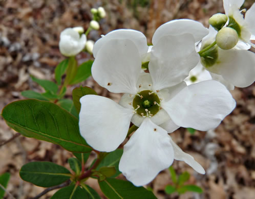 image of Exochorda racemosa, Pearlbush