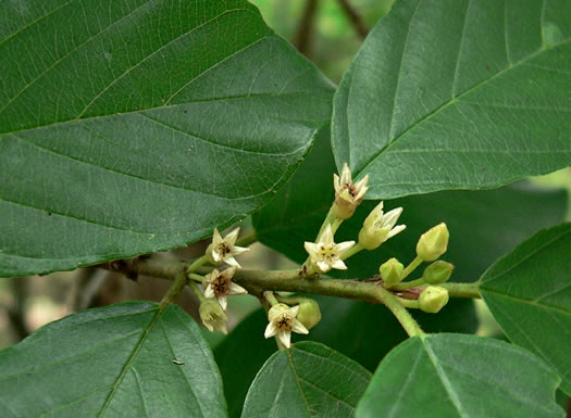 image of Frangula caroliniana, Carolina Buckthorn, Polecat-tree, Indian Currant, Indian-cherry