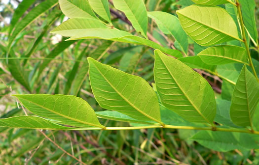 image of Fraxinus pennsylvanica, Green Ash, Red Ash