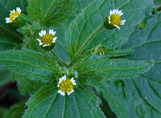 image of Galinsoga quadriradiata, Common Peruvian-daisy, Gallant Soldiers, Fringed Quickweed