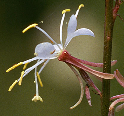 image of Oenothera filipes, Threadstalk Gaura, Slenderstalk Beeblossom