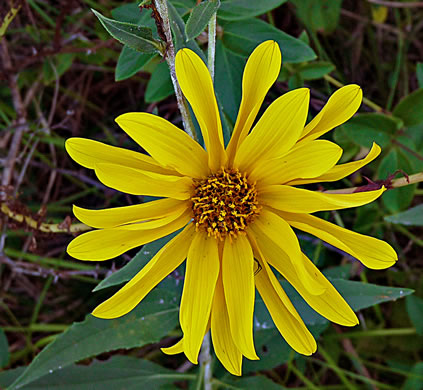 image of Helianthus pauciflorus ssp. pauciflorus, Stiff Sunflower