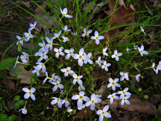 image of Houstonia caerulea, Quaker Ladies, Common Bluet, Innocence, Azure Bluet