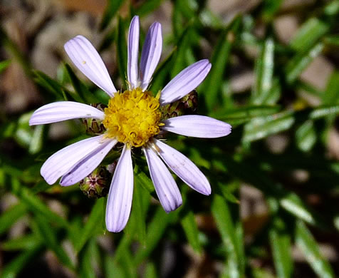image of Ionactis linariifolia, Stiffleaf Aster, Flaxleaf Aster, Spruce Aster