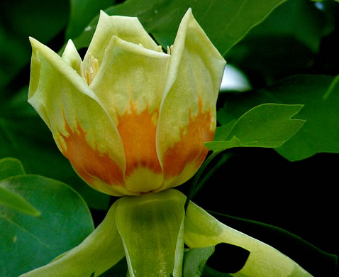 image of Liriodendron tulipifera var. tulipifera, Tulip-tree, Yellow Poplar, Whitewood