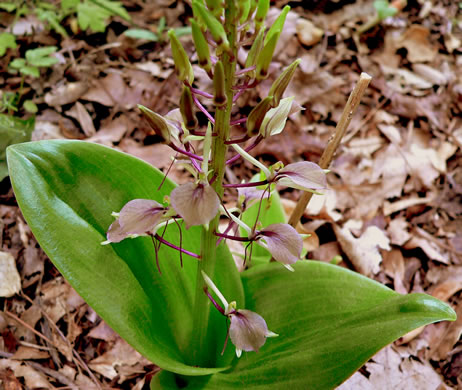 Lily-leaf Twayblade