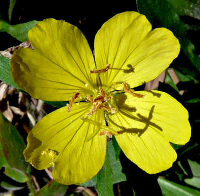 image of Oenothera fruticosa var. fruticosa, Narrowleaf Sundrops