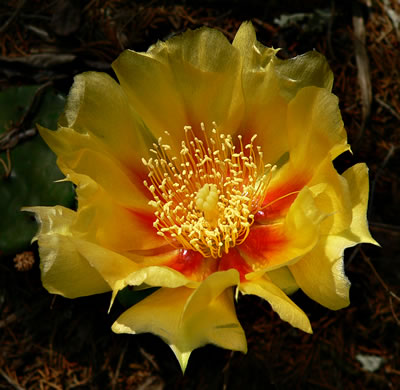 image of Opuntia cespitosa, Common Eastern Prickly-pear