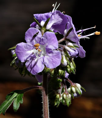 image of Phacelia bipinnatifida, Fernleaf Phacelia, Purple Phacelia, Forest Phacelia