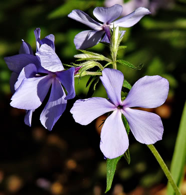 image of Phlox divaricata var. laphamii, Western Blue Phlox