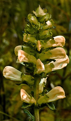 image of Pedicularis lanceolata, Swamp Lousewort, Swamp Wood-betony