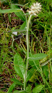 image of Pterocaulon pycnostachyum, Black Snakeroot, Dense-spike Blackroot, Pineland Wingstem
