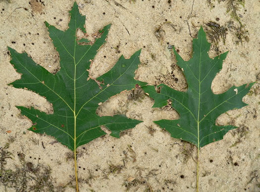 Quercus coccinea, Scarlet Oak