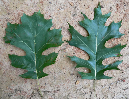 image of Quercus shumardii, Shumard Oak, Swamp Red Oak