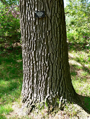 image of Quercus bicolor, Swamp White Oak