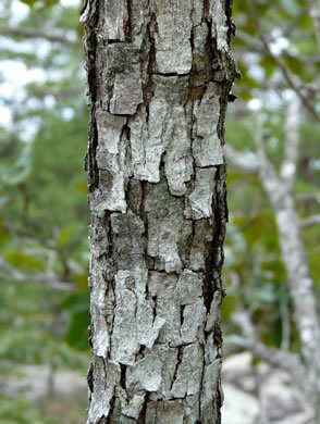 image of Quercus boyntonii, Boynton Oak, Boynton Sand Post Oak