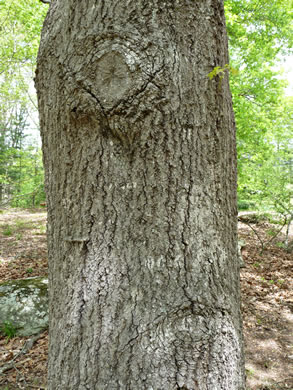 image of Quercus georgiana, Georgia Oak