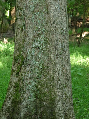 image of Quercus lyrata, Overcup Oak