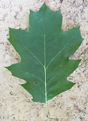 image of Quercus rubra +, Northern Red Oak, Red Oak