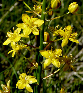 image of Schoenolirion croceum, Yellow Sunnybell