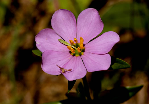 image of Sabatia capitata, Cumberland Rose-gentian, Appalachian Rose-gentian