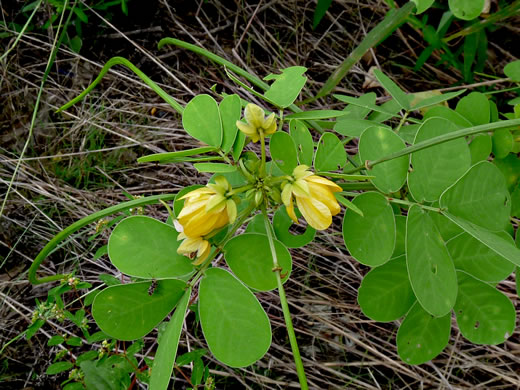 image of Senna obtusifolia, Coffeeweed, Sicklepod